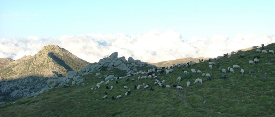 Contacter la bergerie de Croci