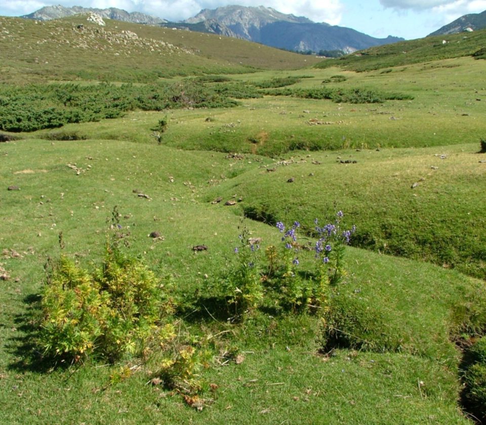 Contacter la bergerie de Croci